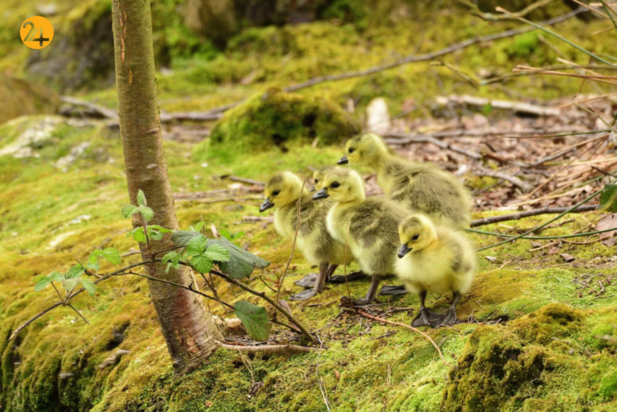 حیات وحش در هفته ای که گذشت