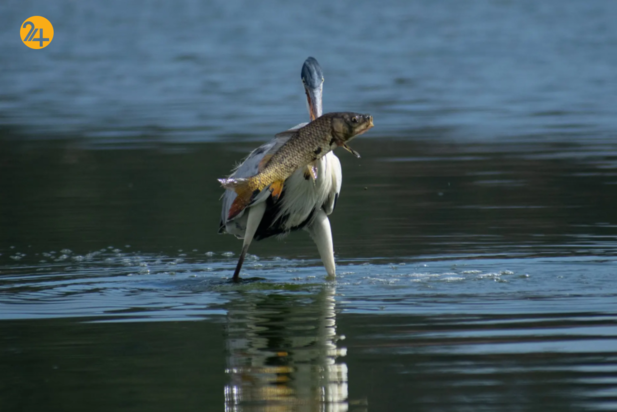 حیات وحش در هفته ای که گذشت