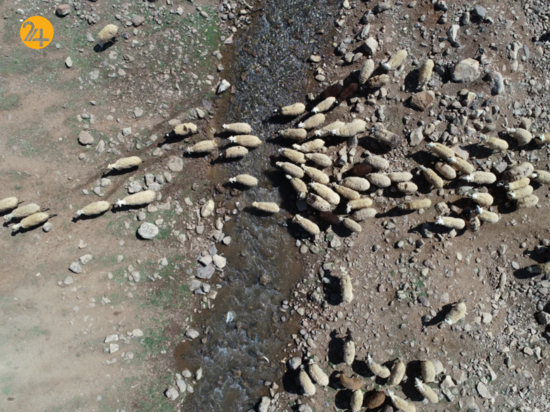 حیات وحش در هفته ای که گذشت