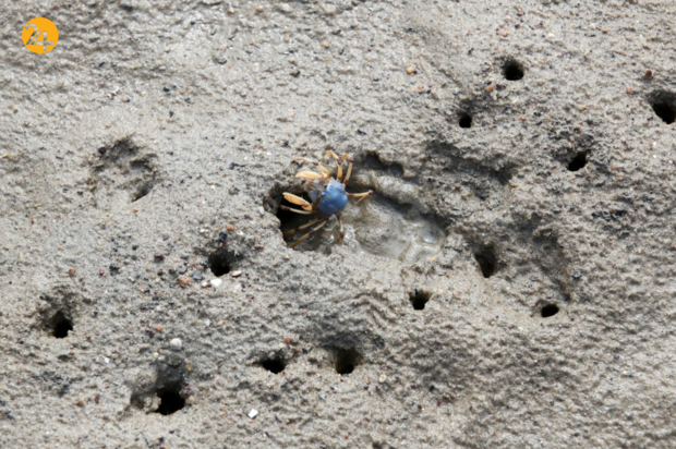 حیات وحش در هفته ای که گذشت