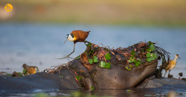 حیات وحش در هفته ای که گذشت