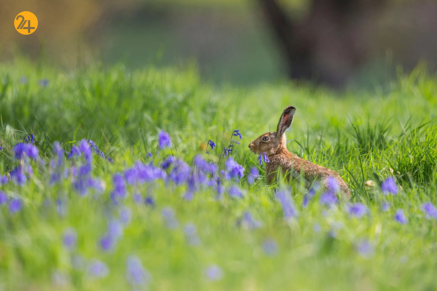 حیات وحش در هفته ای که گذشت