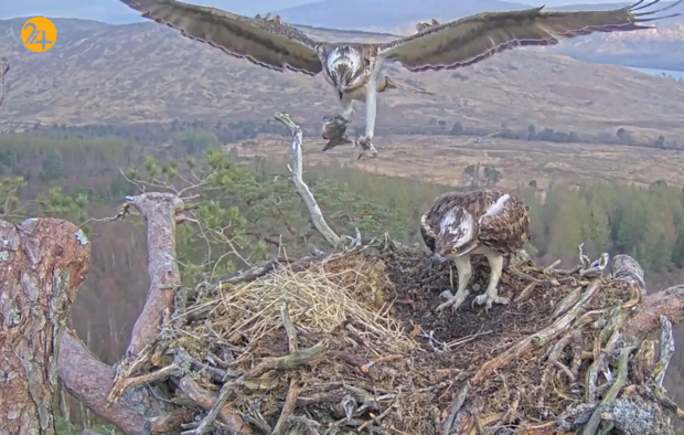 حیات وحش در هفته ای که گذشت