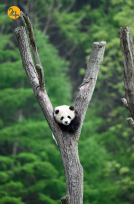 حیات وحش در هفته ای که گذشت