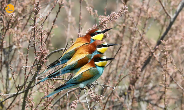 حیات وحش در هفته ای که گذشت