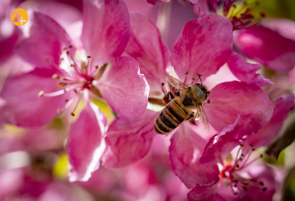 شگفتی‌های حیات وحش