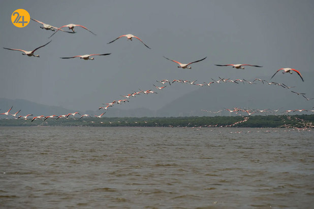 شگفتی‌های حیات وحش