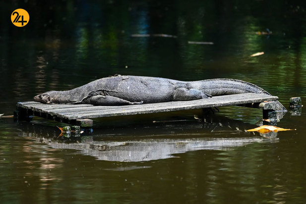 شگفتی‌های حیات وحش