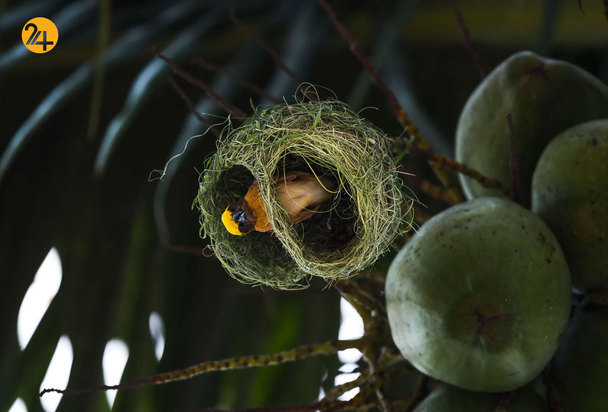 شگفتی‌های حیات وحش