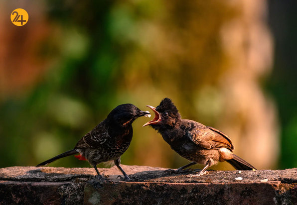 شگفتی‌های حیات وحش