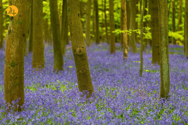 شگفتی‌های حیات وحش