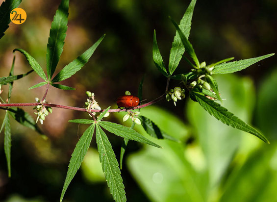 شگفتی‌های حیات وحش