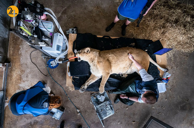 شگفتی‌های حیات وحش