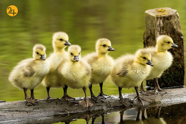 شگفتی‌های حیات وحش