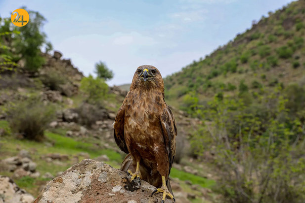 شگفتی‌های حیات وحش