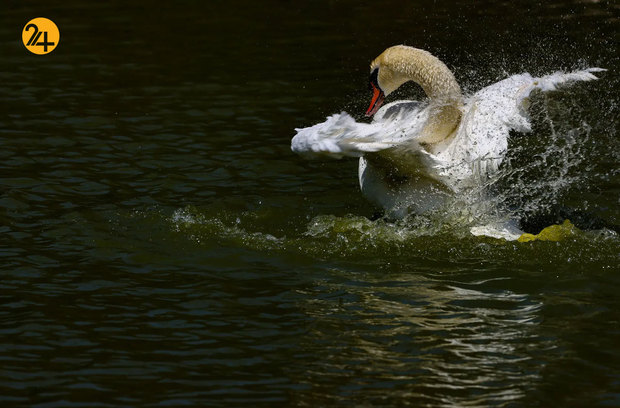 شگفتی‌های حیات وحش