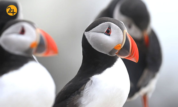 شگفتی‌های حیات وحش