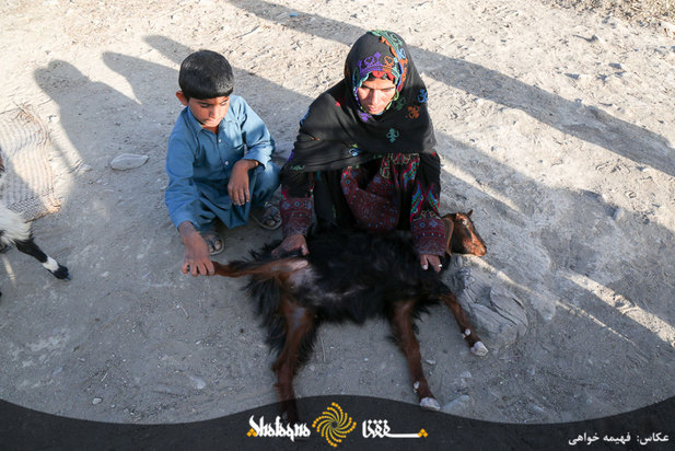 دام های مردم محروم بشاگرد