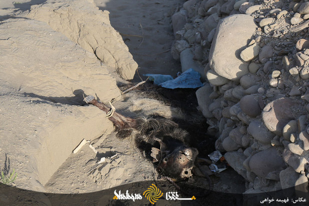 دام های مردم محروم بشاگرد