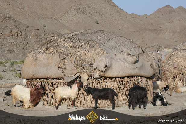 دام های مردم محروم بشاگرد