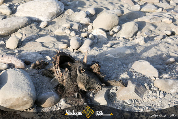 دام های مردم محروم بشاگرد