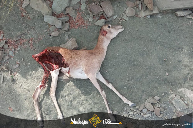 دام های مردم محروم بشاگرد