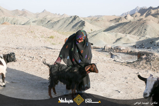 دام های مردم محروم بشاگرد