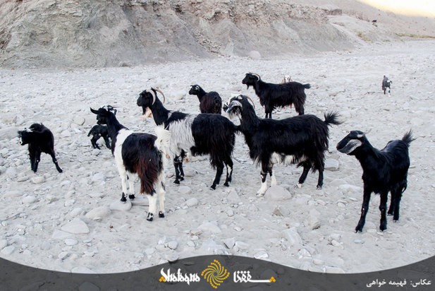 دام های مردم محروم بشاگرد