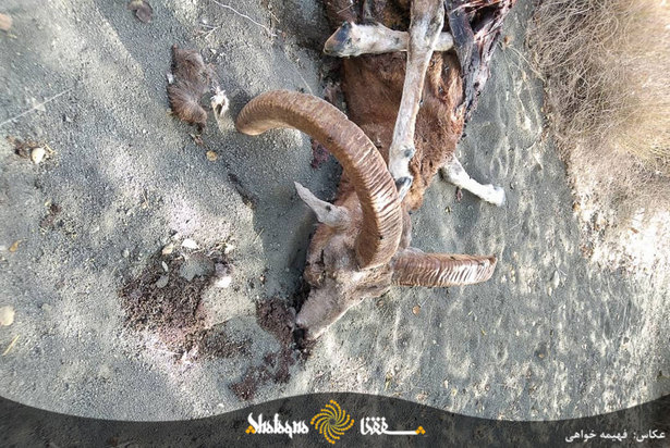 دام های مردم محروم بشاگرد