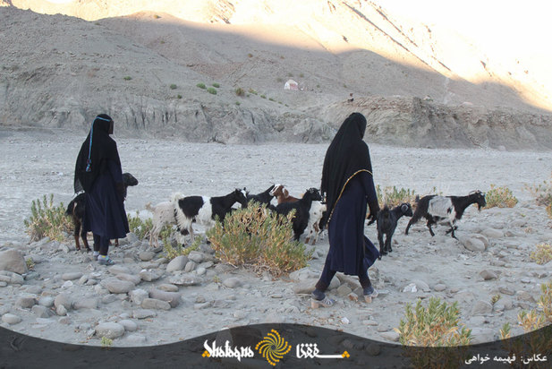 دام های مردم محروم بشاگرد