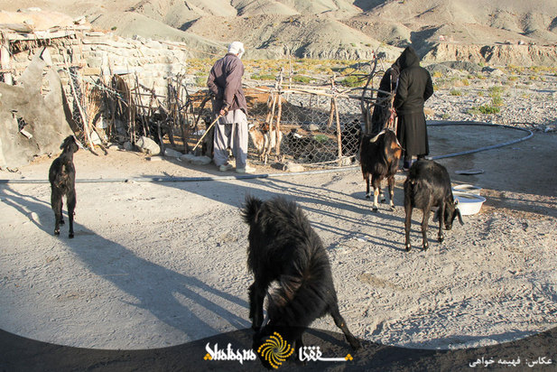 دام های مردم محروم بشاگرد