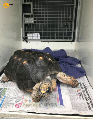 حیات وحش در یک نگاه