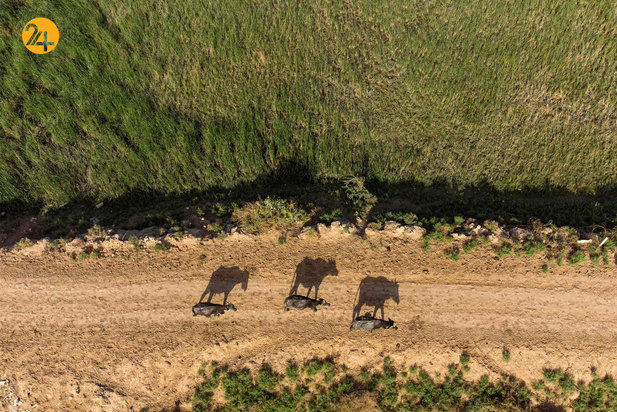 حیات وحش در یک نگاه