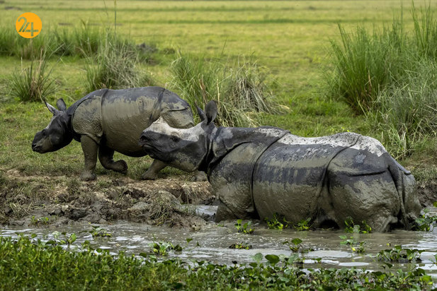 حیات وحش در یک نگاه