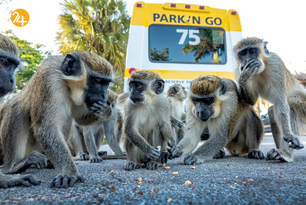 حیات وحش در یک نگاه