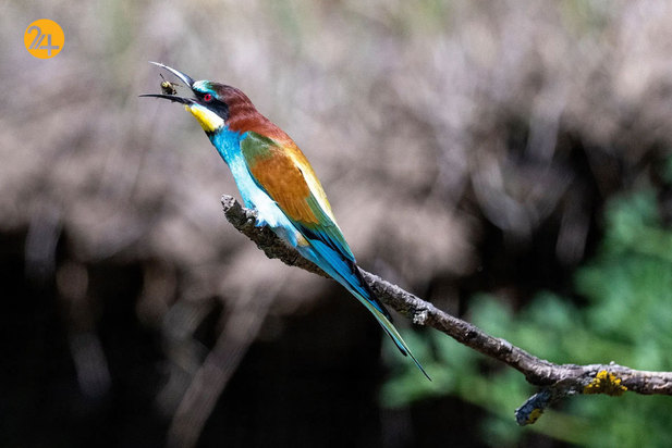 حیات وحش در یک نگاه