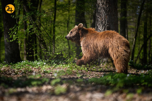 حیات وحش در یک نگاه