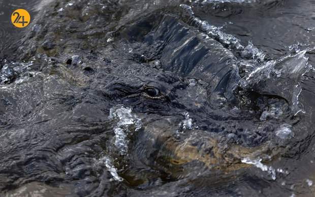 حیات وحش در یک نگاه