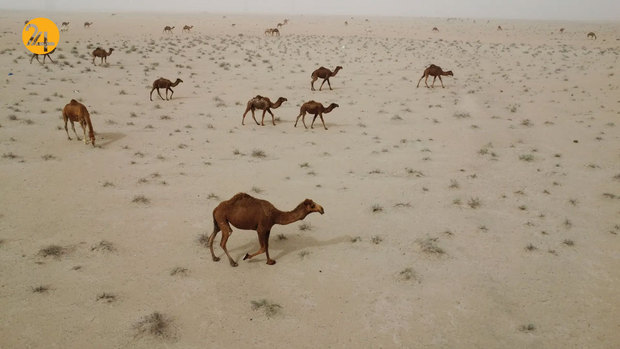 حیات وحش در یک نگاه