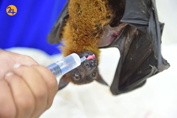 حیات وحش در یک نگاه