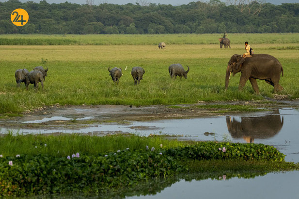 حیات وحش در یک نگاه