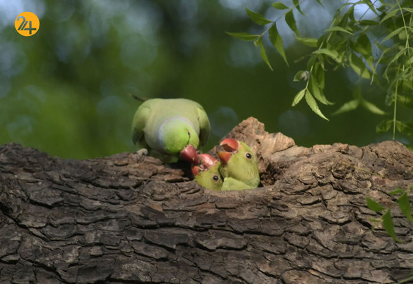 حیات وحش در یک نگاه