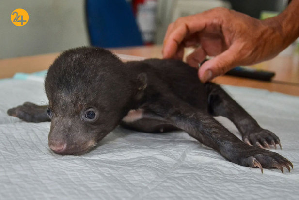 حیات وحش در یک نگاه