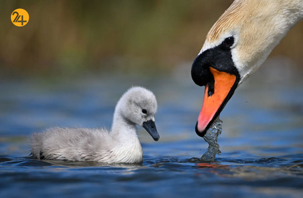 حیات وحش در یک نگاه