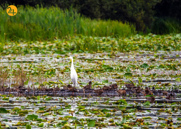 حیات وحش به روایت تصویر