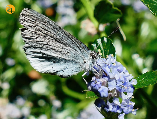 حیات وحش به روایت تصویر