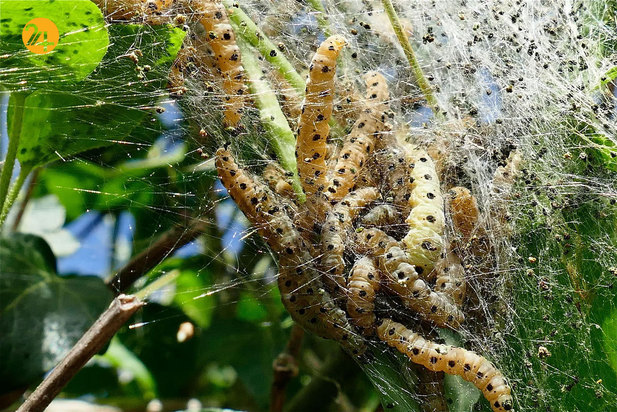 حیات وحش به روایت تصویر