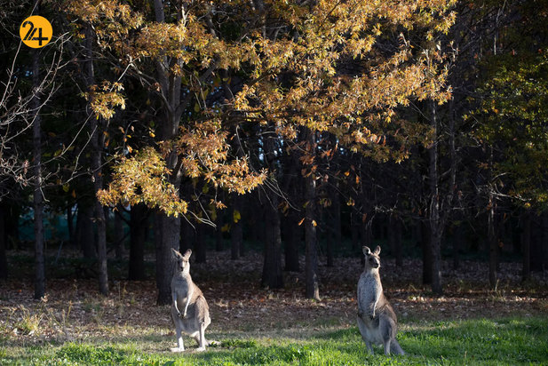 حیات وحش به روایت تصویر