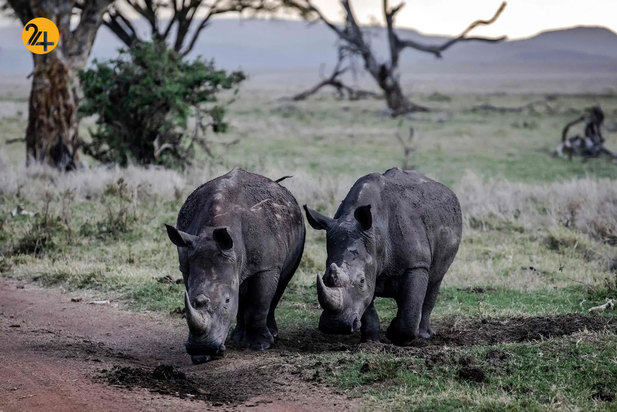 حیات وحش به روایت تصویر