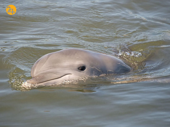 حیات وحش به روایت تصویر